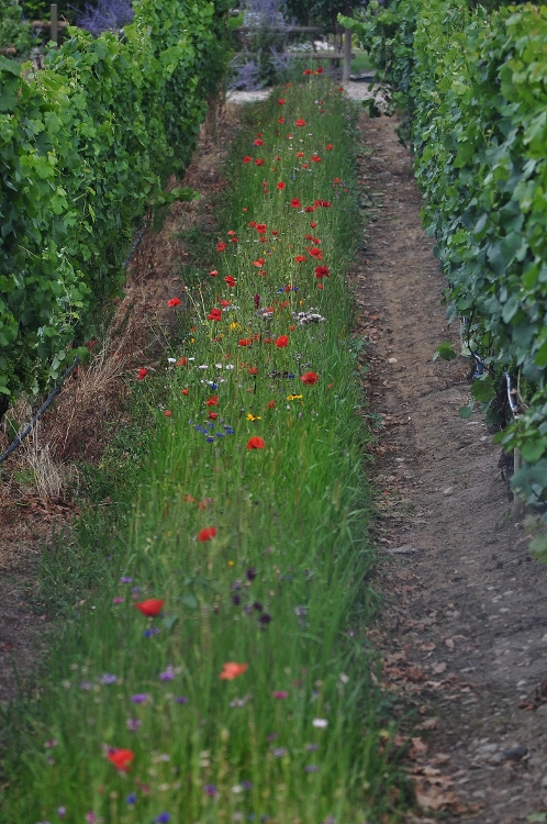 wildflowers
